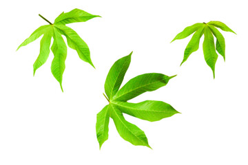 Cochlospermum regium green leaves isolated on white background