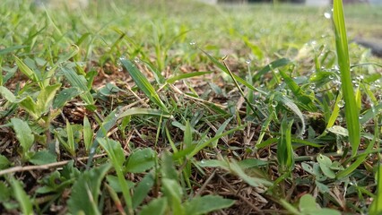 green grass on the garden