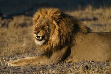 Male lion lying down in the desert of Botswana with growl, portrait