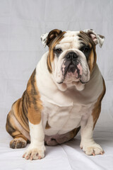 Fototapeta premium Adorable bulldog sitting against a plain white background, showcasing its wrinkled face and curious expression.