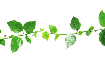 Obraz premium Transparent Green Vine Leaves on Black Background