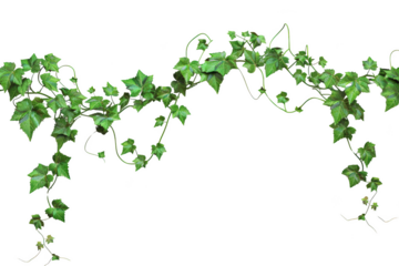 Transparent Ivy Vine Frame - Nature's Elegance