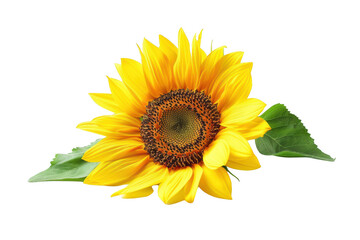 Fototapeta premium Transparent Sunflower with Vibrant Yellow Petals and Green Leaves