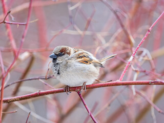 Sparrow sits on a branch without leaves.