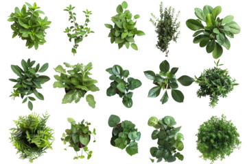 Transparent Top View of 20 Different Green Plants for 3D Modeling
