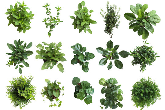 Transparent Top View of 20 Different Green Plants for 3D Modeling