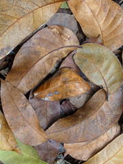 A close-up of dry leaves on the forest floor in various shades of brown and green.