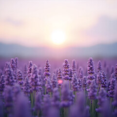 Naklejka premium lavender flowers