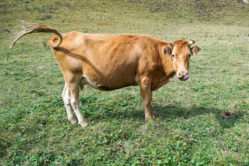 A cow is grazing in a meadow, wagging its tail and licking its nostrils.