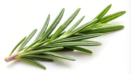 Fototapeta premium Rosemary leaf herbal spice with isolated on white background, Rosemary, herb, spice, ingredient, culinary, natural