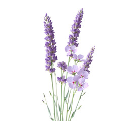 Naklejka premium lavender isolated