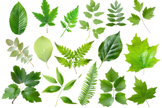 Transparent Green Leaf Collection: A Visual Guide to Nature's Diversity
