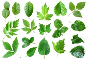 Transparent Green Leaves Isolated on Black Background