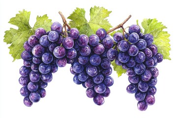 Fototapeta premium Vibrant purple grapes with lush green leaves, perfect for illustrating freshness, health, and natural beauty in food-related projects.