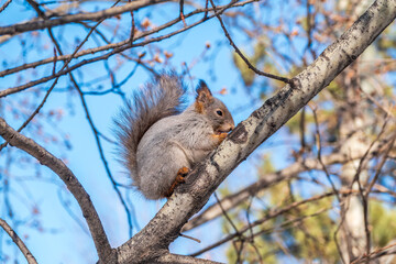 The squirrel with nut sits on tree in the winter or late autumn