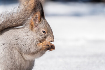 The squirrel in winter sits on white snow.