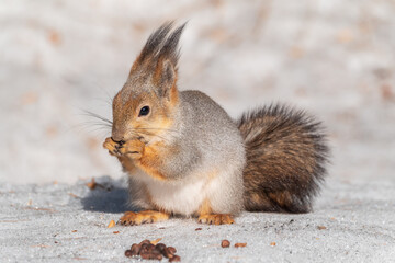 The squirrel in winter sits on white snow.