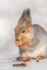 The squirrel in winter sits on white snow.