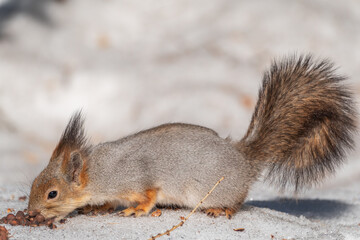 The squirrel in winter sits on white snow.