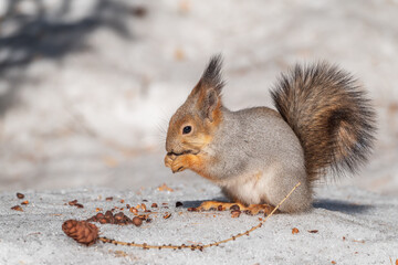 The squirrel in winter sits on white snow.