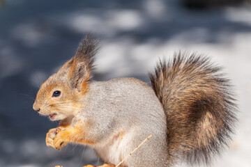 The squirrel in winter sits on white snow.