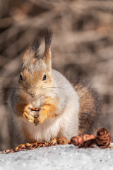 The squirrel in winter sits on white snow.