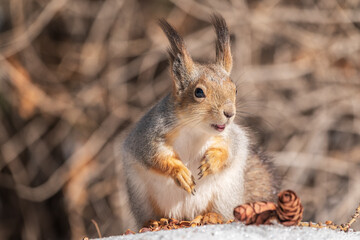The squirrel in winter sits on white snow.