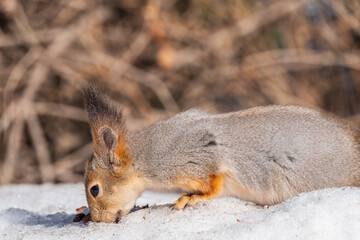 The squirrel in winter sits on white snow.