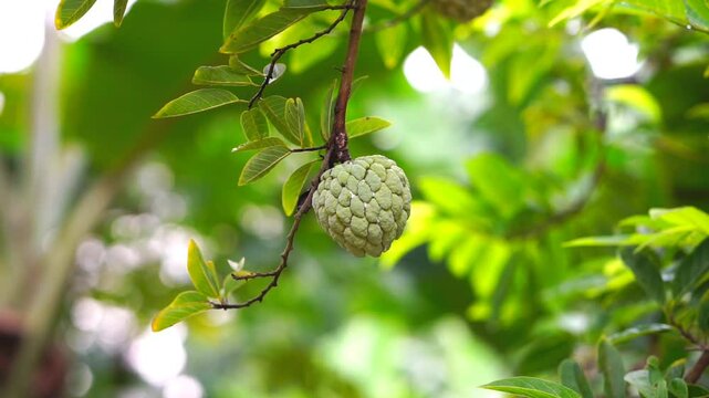 Sugar apple swaying in the wind 