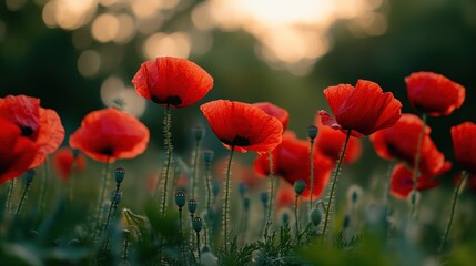 Obraz premium A vibrant field of red poppies swaying gently in the breeze during golden hour.