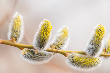 Nature awakes in spring. Blooming willow twigs and furry willow-catkins, so called seals or cats. Holly willow, Salix caprea