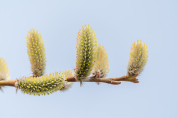 Fototapeta premium Nature awakes in spring. Blooming willow twigs and furry willow-catkins, so called seals or cats. Holly willow, Salix caprea