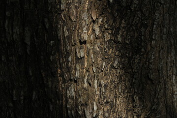 Bark pattern is seamless texture from tree. For background wood work, Bark of brown hardwood, residential house wood. nature, trunk, tree, bark, hardwood, trunk, tree, trunk