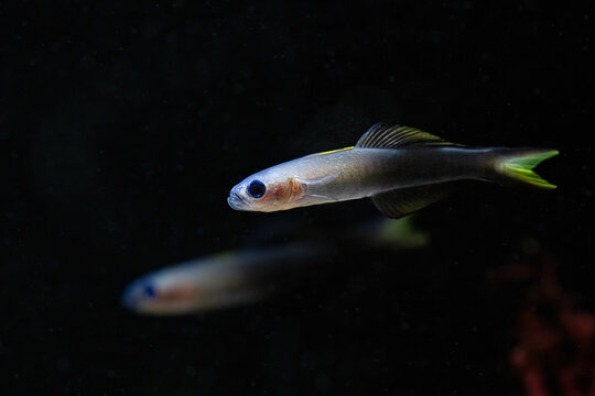 Ptereleotris evides, the Blackfin dartfish or scissortail goby