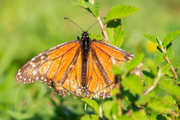 The Tiger Milkweed Butterfly also called Danaus melanippus is a large, striking butterfly found in Australia and parts of Southeast Asia.