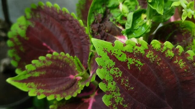 Natural background of ornamental plant leaves called miana, iler or coleus atropurpureus. texture effect