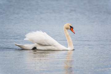 Graceful white Swan swimming in the lake, swans in the wild. Portrait of a white swan swimming on a lake.