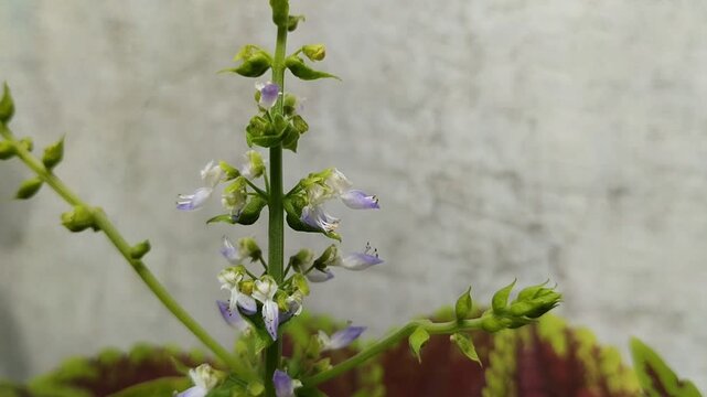 the flowers of an ornamental plant called miana, iler or coleus atropurpureus are blooming