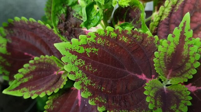 Natural background of ornamental plant leaves called miana, iler or coleus atropurpureus. texture effect