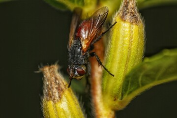 Close-Up of a Tachinid Fly on a Flower