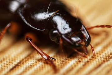 close-up of insect Harpalus rufipes