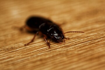close-up of insect Harpalus rufipes