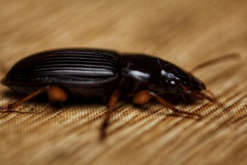 close-up of insect Harpalus rufipes