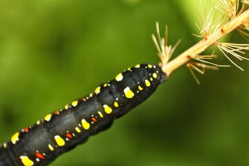beautiful black caterpillar in dry grass