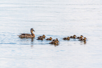 A family of ducks, a duck and its little ducklings are swimming in the water. The duck takes care of its newborn ducklings. Mallard, lat. Anas platyrhynchos