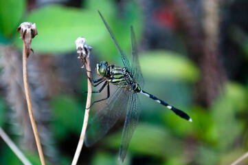 The dragonfly has a long, slender body with transparent wings. It's predominantly green with black stripes on its abdomen and legs. Its compound eyes are a vibrant green.