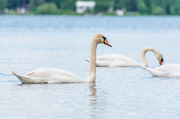 Three graceful white swans swims in the lake, swans in the wild.