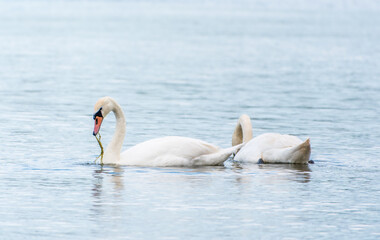 Two Graceful white Swans swimming in the lake, swans in the wild