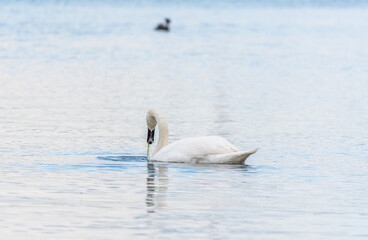 Graceful white Swan swimming in the lake, swans in the wild. Portrait of a white swan swimming on a lake.