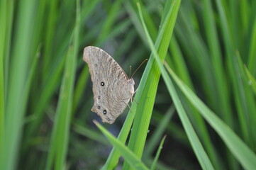 Obraz premium The image shows a brown butterfly with dark spots on its wings resting on a blade of grass. The butterfly's wings are closed and its body is facing the camera. 